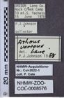 Etiketten zu Athous sierrae (NHMW-ZOO-COL-0008576)